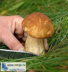 В лесу потерялся старый грибник